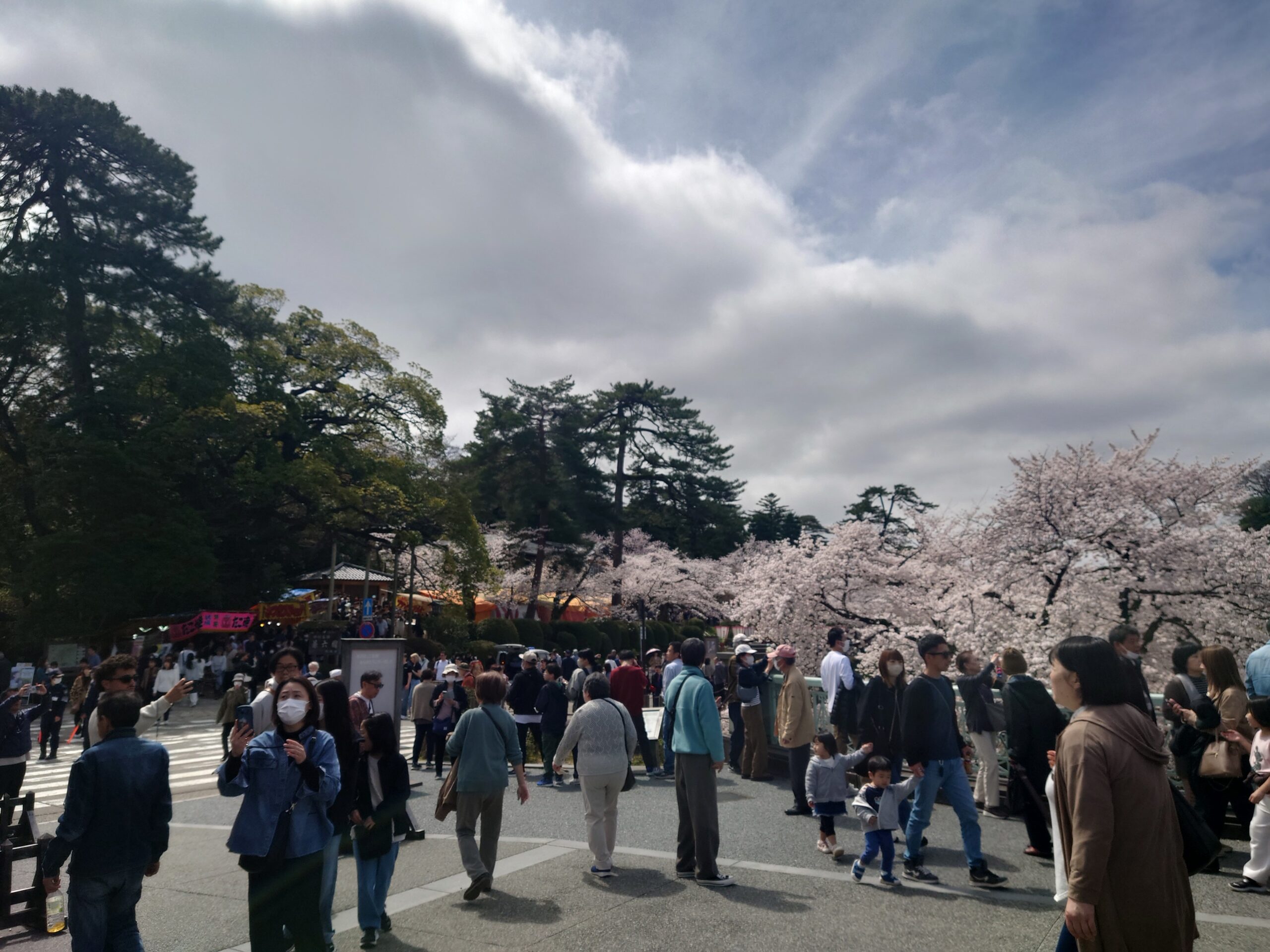 兼六園の桜、満開に