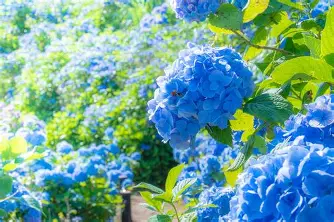 蓮じゃなくて紫陽花？　～仏教と紫陽花～　おまけに茅の輪くぐり
